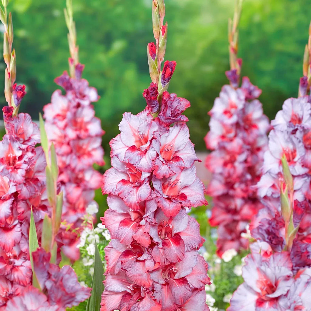 Bulbi Gladiole - Ted's Trumpet - 5 buc