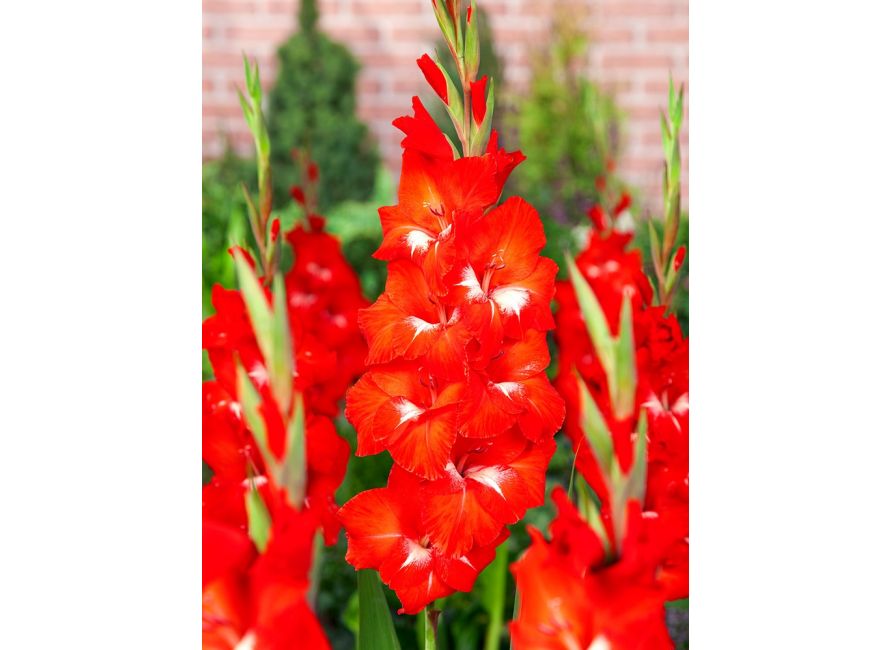 Bulbi de Gladiole "Traderhorn", 7 Bucati