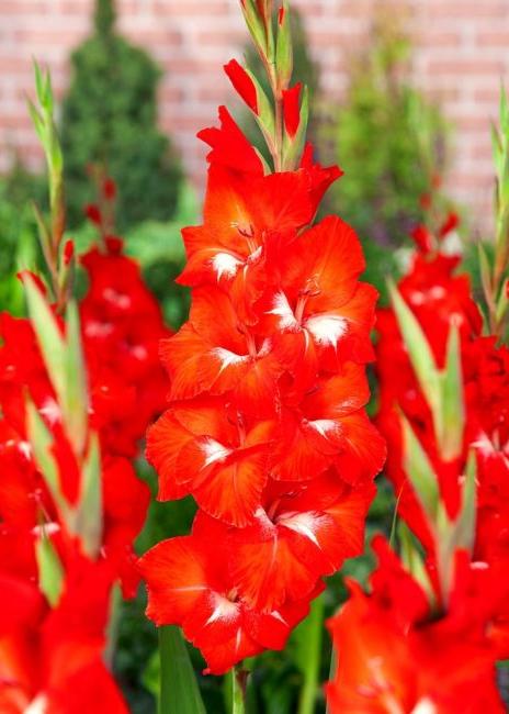 Bulbi Gladiole - Traderhorn - 5 buc