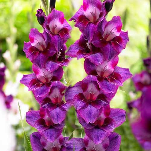 Bulbi de Gladiole "Velvet Eyes", 7 Bucati