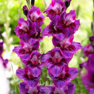 Bulbi de Gladiole "Velvet Eyes", 7 Bucati