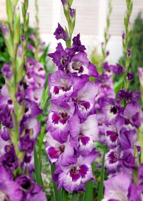 Bulbi Gladiole - Vista - 5 buc