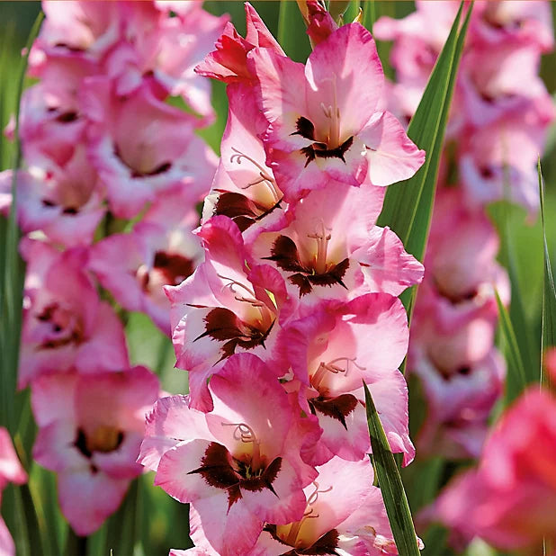 Bulbi Gladiole - Wine and Roses - 5 buc