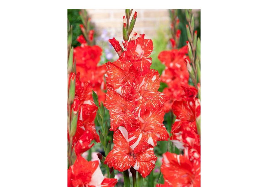 Bulbi de Gladiole "Zizanie", 7 Bucati