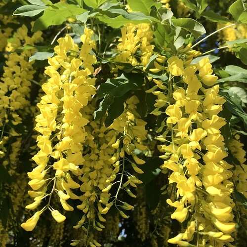 Glicina Wisteria ''Golden King'',80-100 cm