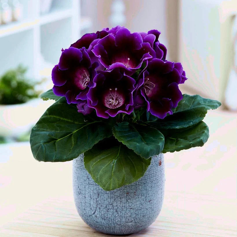 Gloxinia Bulbi - Prins Albert - 1 Bucată