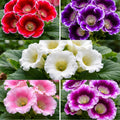 Pachet 5 Buc Gloxinia - Flori Perene