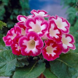 Bulbi de Gloxinia "Blanche de Méru", 1 Bucata