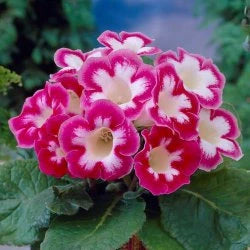 Gloxinia Bulbi - Blanche de Méru - 1 Bucată