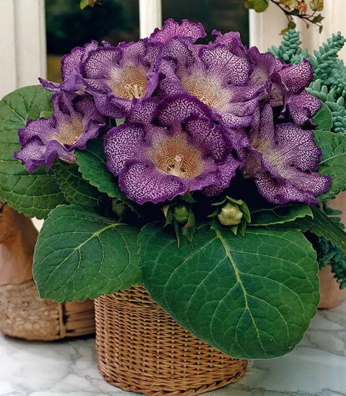 Gloxinia Bulbi - Tigrina Blue - 1 Bucată