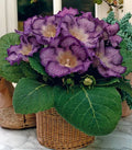 Gloxinia Bulbi - Tigrina Blue - 1 Bucată