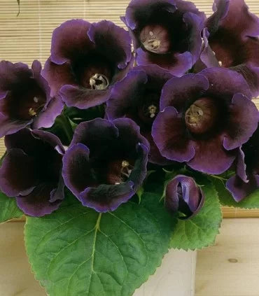 Gloxinia Bulbi - Violacea Deep Velvet Blue - 1 Bucată