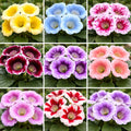 Pachet 10 Buc Gloxinia - Flori Perene