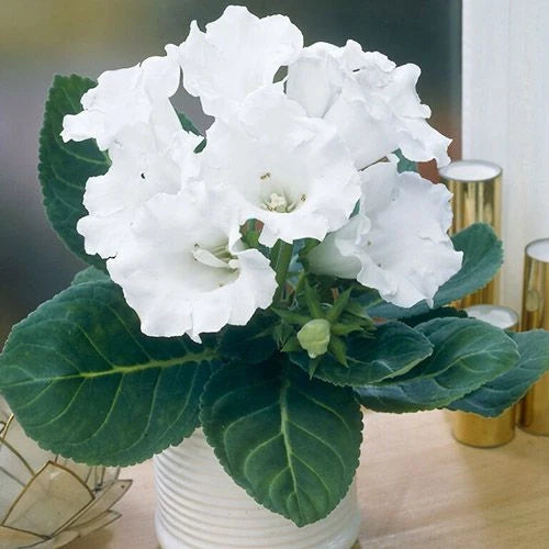 Gloxinia Bulbi - Mont Blanc - 1 Bucată