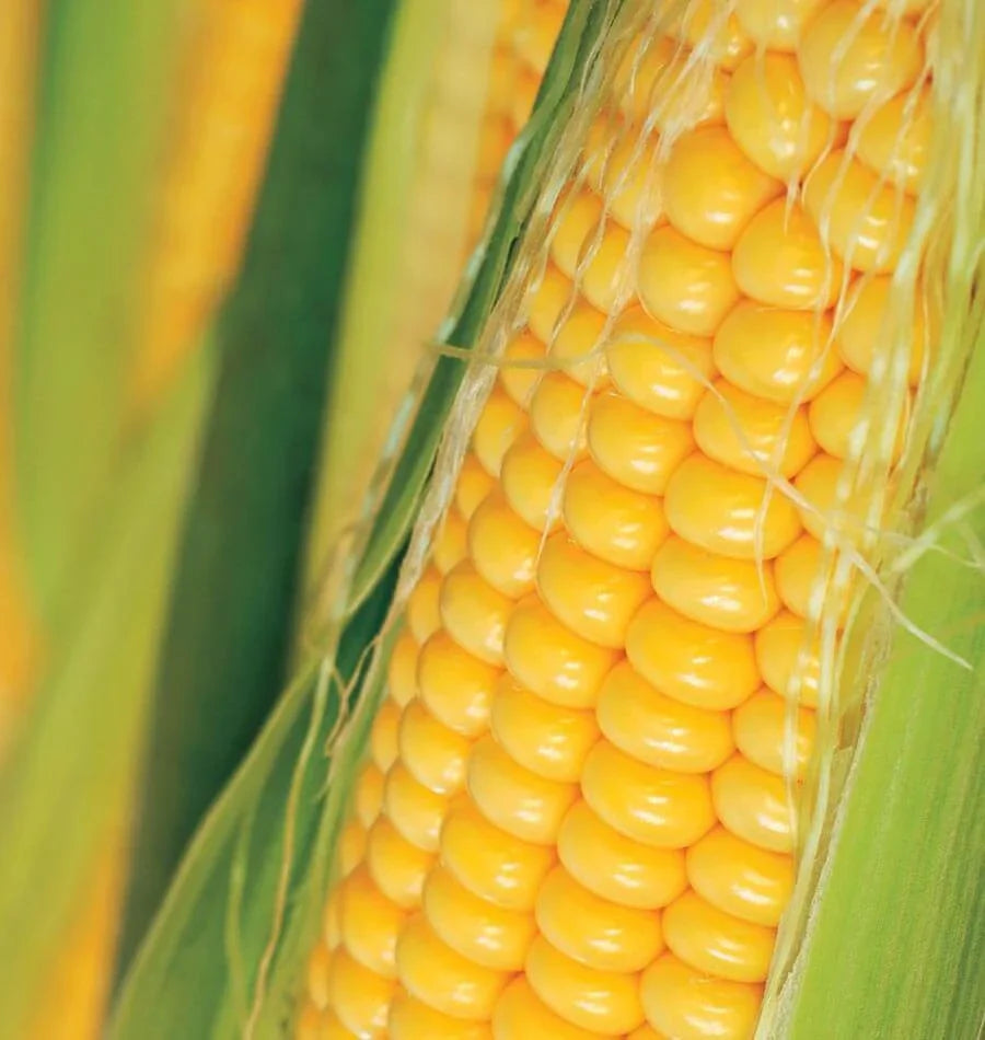 Semințe de Porumb Dulce "Golden Bantam", 10g