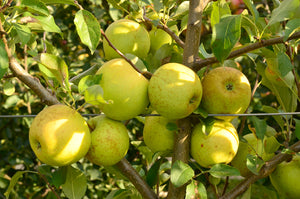 Mar "Golden Delicious", Anul 2, 1 Bucata