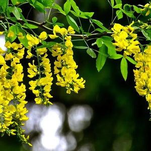 Glicina Wisteria ''Golden King'',80-100 cm