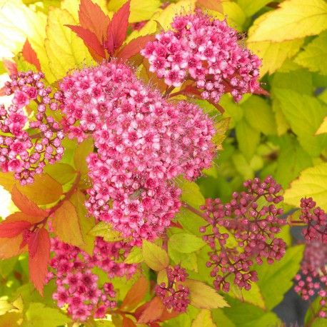 Spiraea Japonica ''Goldfame'' (Cununita)