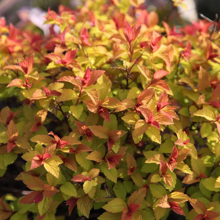 Spiraea Japonica ''Goldfame'' (Cununita)
