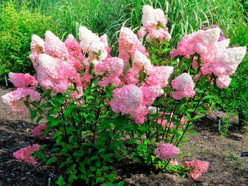 Hortensia Arbustiva Paniculata "Pink Lady", la Ghiveci de 3L, 1 Bucata