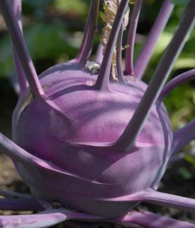 Semințe de Gulie "Vienna", Mov, 5g