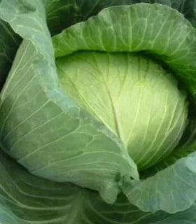 Semințe de Varză Toamnă "Brunswick", 5 gr