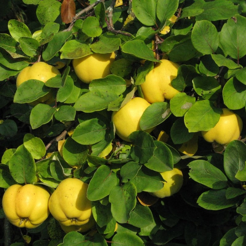 Gutui de Portugalia