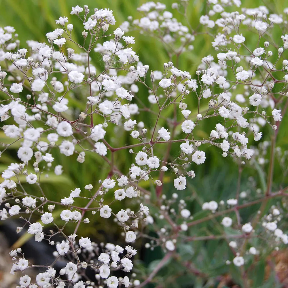 Gypsophila Paniculata - Bristol Fairy - 2 bucati
