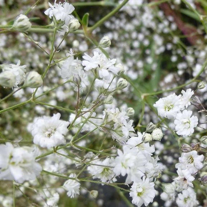 Gypsophila - Fairy Perfect - Floarea Miresei- 2 bucati