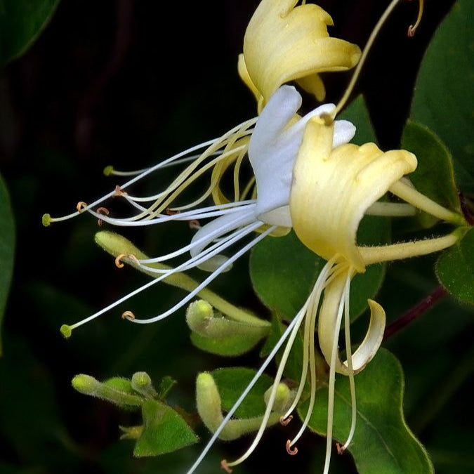 Lonicera ''Halliana'' (Mana Maicii Domnului), la ghiveci P9