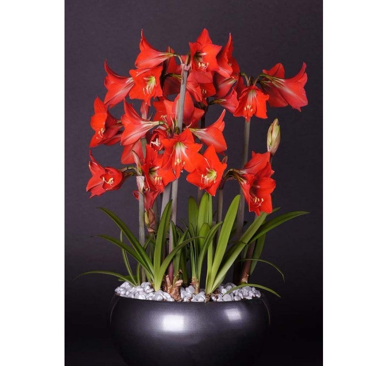 Bulbi de Amaryllis "Happy Garden", 1 Bucata