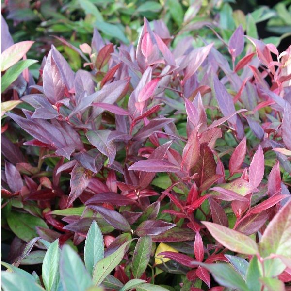 Leucothoe Kiscien Zeblid,1 Bucata