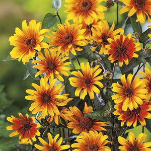Heliopsis "Burning Hearts" (Floarea Soarelui Falsa)