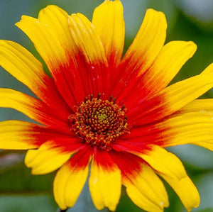 Heliopsis "Burning Hearts" (Floarea Soarelui Falsa)