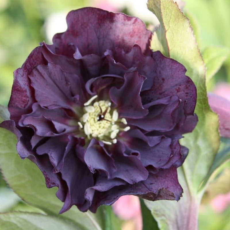 Bulbi de Heleborus "Double Ellen Purple", 1 Bucată