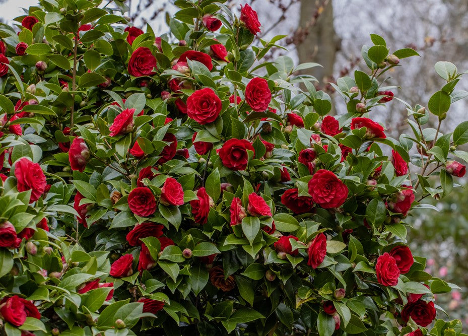 Camellia "Japonica", Rosie, la Ghiveci de 3L, 1 Bucata