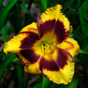 Bulbi de Hemerocallis "Calico Jack", Crin Salbatic, 1 Bucata