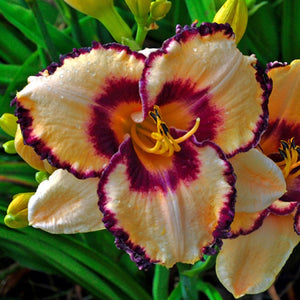 Bulbi de Hemerocallis "Border Music", Crin Salbatic, 1 Bucata