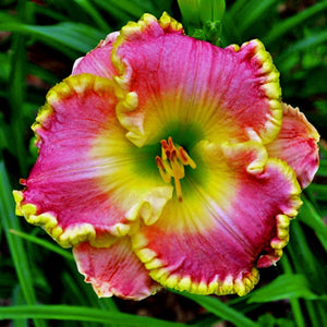 Bulbi de Hemerocallis "Diva's Choice", Crin Salbatic, 1 Bucata