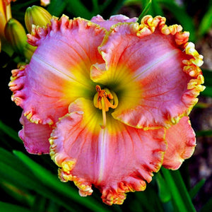 Bulbi de Hemerocallis "Diva's Choice", Crin Salbatic, 1 Bucata