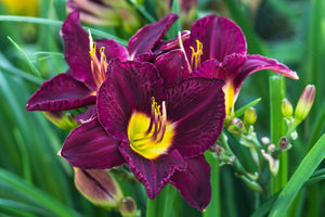 Bulbi de Hemerocallis "Bela Lugosi'', Crin Salbatic, 1 Bucata