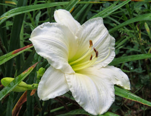 Bulbi de Hemerocallis "Astolat'', Crin Salbatic, 1 Bucata