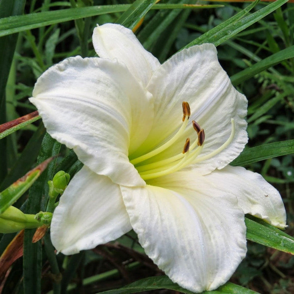 Bulbi de Hemerocallis "Astolat'', Crin Salbatic, 1 Bucata