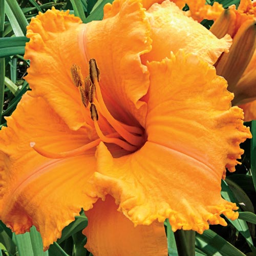 Bulbi de Hemerocallis "Colonel Mustard", Crin Salbatic, 1 Bucata