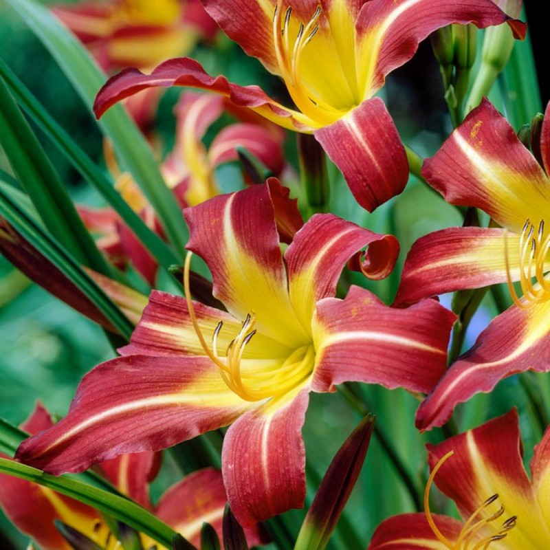 Bulbi de Hemerocallis "Sammy Russell", Crin Salbatic, 1 Bucata