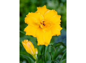 Bulbi de Hemerocallis "Stella de Oro", Crin Salbatic, 1 Bucata