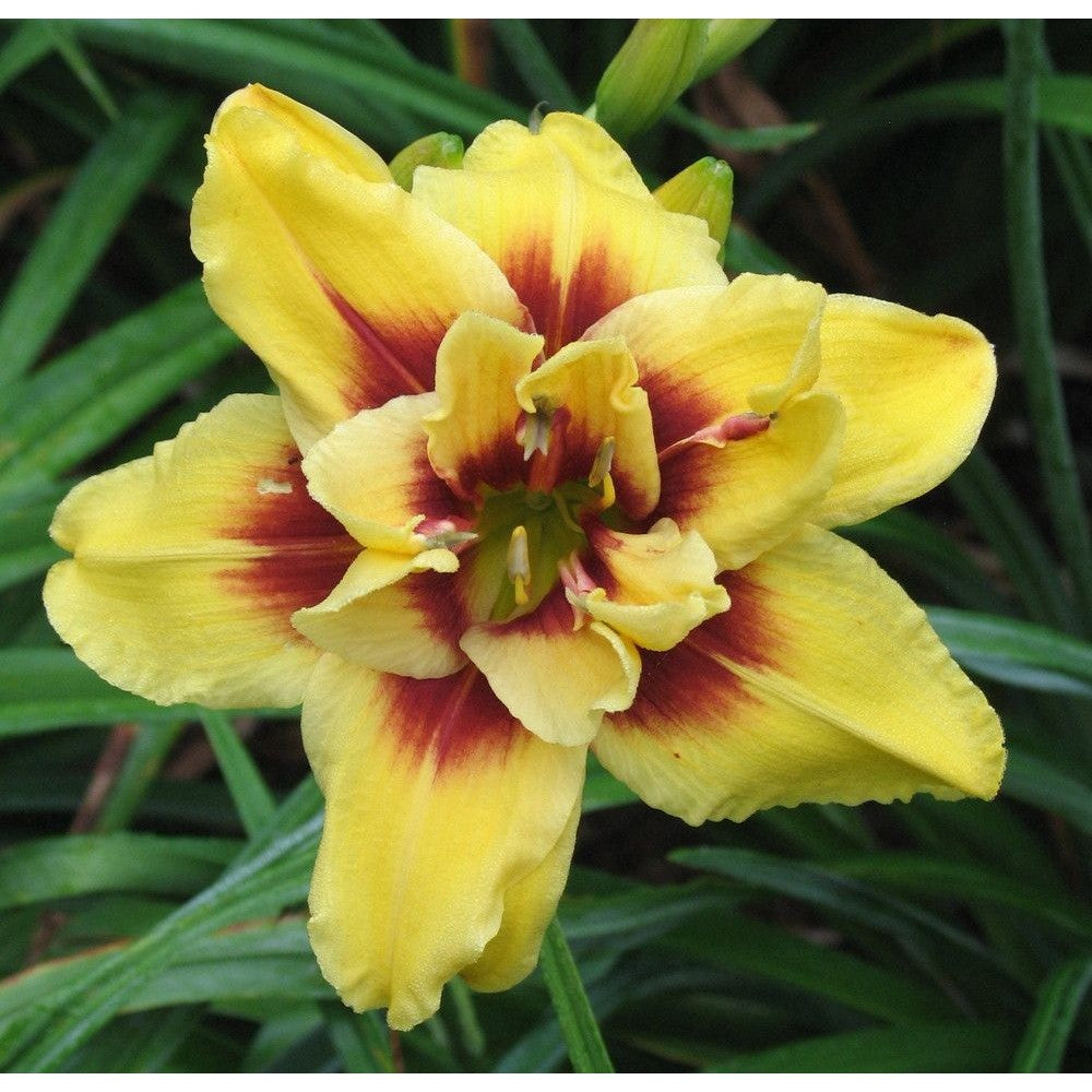 Bulbi de Hemerocallis "Double Mount Helena", Crin Salbatic, 1 Bucata