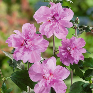 Hibiscus, la Ghiveci de 3L, 1 Bucata