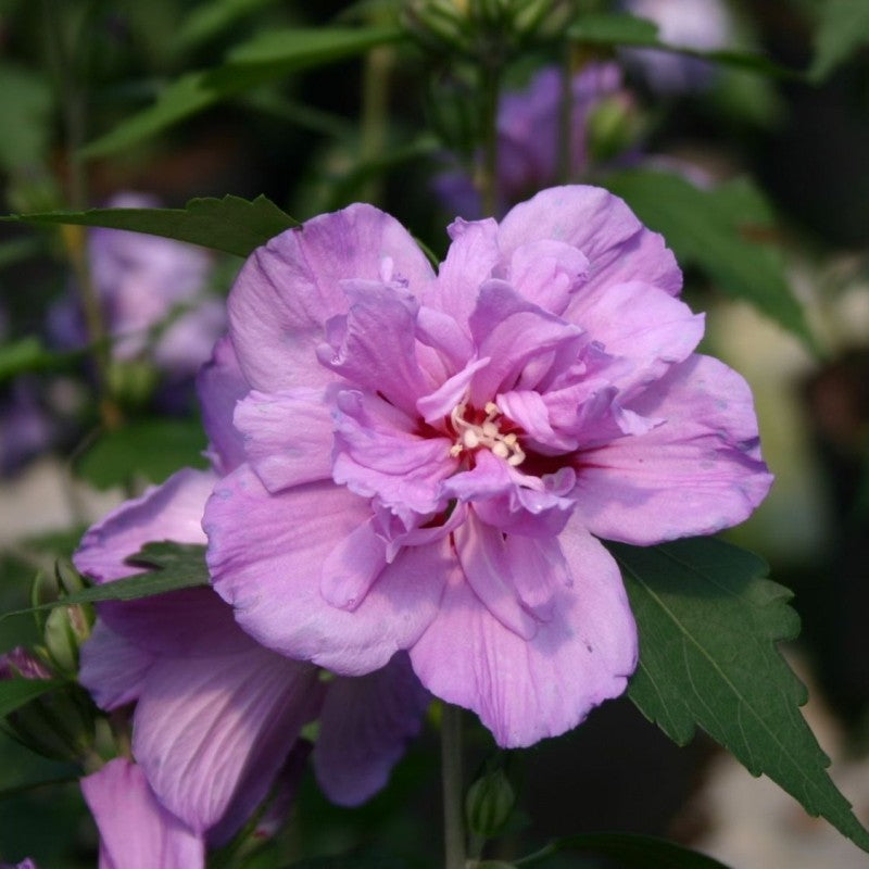 Hibiscus, la Ghiveci de 3L, 1 Bucata