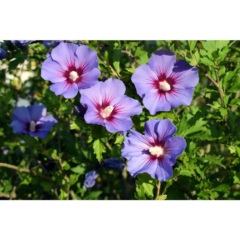 Hibiscus, la Ghiveci de 3L, 1 Bucata